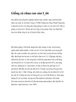 Giống cà chua cao sản I_66 pptx