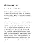 Cách chăm sóc cây xoài pot