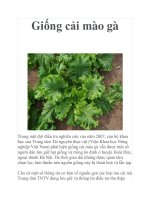 Giống cải mào gà ppt