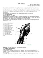 Bài giảng giải phẫu học: Vùng cánh tay pdf