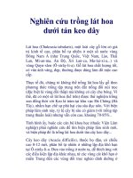 Nghiên cứu trồng lát hoa dưới tán keo dây pot