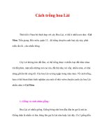 Cách trồng hoa Lài potx