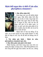 Bệnh thối ngọn dứa và thối rễ (do nấm phytopthora cinnamori ) potx