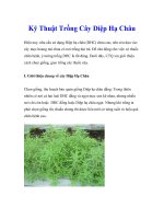 Kỹ Thuật Trồng Cây Diệp Hạ Châu ppt