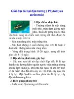 Giòi đục lá hại đậu tương ( Phytomyza atricornis) potx