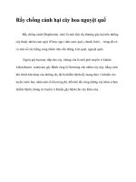 Rầy chống cánh hại cây hoa nguyệt quế pdf