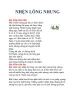 NHỆN LÔNG NHUNG potx