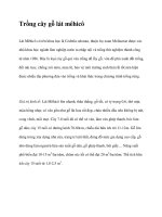 Trồng cây gỗ lát mêhicô pptx