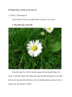 Kỹ thuật trồng và chăm sóc cây hoa cúc docx