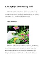 Kinh nghiệm chăm sóc cây cảnh doc