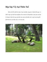 Rệp Sáp Vẩy hại Thiên Tuế ppt