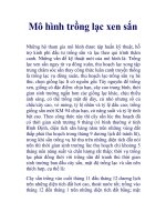 Mô hình trồng lạc xen sắn potx