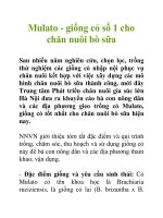 Mulato - giống cỏ số 1 cho chăn nuôi bò sữa pptx