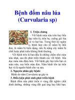 Bệnh đốm nâu lúa (Curvularia sp) doc