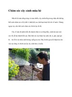 Chăm sóc cây cảnh mùa hè docx