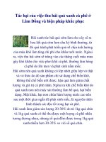 Tác hại của việc thu hái quả xanh cà phê ở Lâm Đồng và biện pháp khắc phục pptx