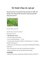 Kỹ thuật trồng cây ngò gai potx