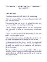 CHĂM SÓC CÂY HỒ TIÊU TRƯỚC VÀ TRONG MÙA MƯA, BÃO, LŨ docx