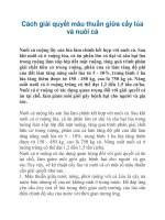 Cách giải quyết mâu thuẫn giữa cấy lúa và nuôi cá potx