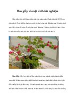 Hoa giấy và một vài kinh nghiệm pptx