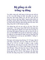 Bộ giống cà rốt trồng vụ đông docx