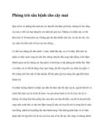 Phòng trừ sâu bệnh cho cây mai pptx