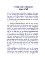 Trồng hồ tiêu theo mô hình ICM potx