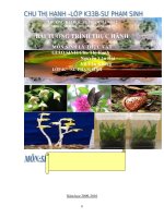 Tuong trinh thuc hanh sinh ly thuc vatDHSPHN2 doc