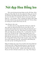 Nét đẹp Hoa Hồng leo ppt