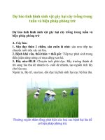 Dự báo tình hình sinh vật gây hại cây trồng trong tuần và biện pháp phòng trừ pdf