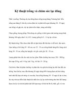 Kỹ thuật trồng và chăm sóc lạc đông pptx