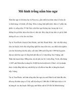 Mô hình trồng nấm bào ngư pptx