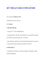 KỸ THUẬT GIEO ƯƠM GÕ ĐỎ ppt