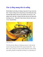 Gia vị sống mang tên cà cuống pdf