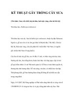 KỸ THUẬT GÂY TRỒNG CÂY SƯA doc