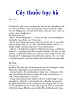 Cây thuốc bạc hà pptx