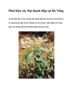 Phát hiện cây Đại thanh diệp tại Đà Nẵng pot