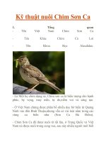 Kỹ thuật nuôi Chim Sơn Ca docx