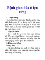 Bệnh giun đũa ở lợn rừng ppt