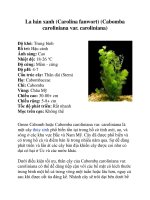 La hán xanh (Carolina fanwort) (Cabomba caroliniana var. caroliniana) pptx