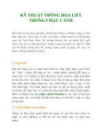 KỸ THUẬT TRỒNG HOA LILY TRONG CHẬU CẢNH ppt