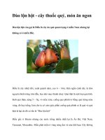 Đào lộn hột - cây thuốc quý, món ăn ngon pot