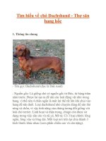 Tìm hiểu về chó Dachshund - Thợ săn hang hốc pdf
