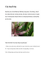 Cây huyết dụ pot