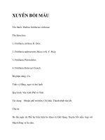 XUYÊN BỐI MẪU docx