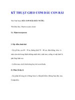 KỸ THUẬT GIEO ƯƠM DẦU CON RÁI potx
