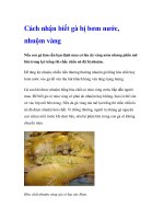 Cách nhận biết gà bị bơm nước, nhuộm vàng doc