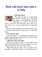 Bệnh xuất huyết mùa xuân ở cá chép pdf