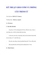 KỸ THUẬT GIEO ƯƠM VÀ TRỒNG CÂY TRÀM CỪ pot