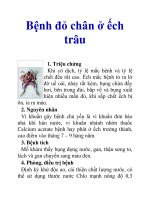Bệnh đỏ chân ở ếch trâu docx